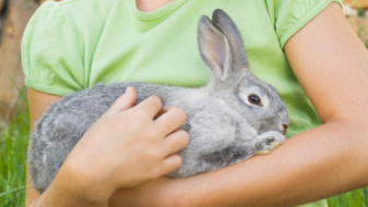 How To Hold a Rabbit (An Illustrated Guide)