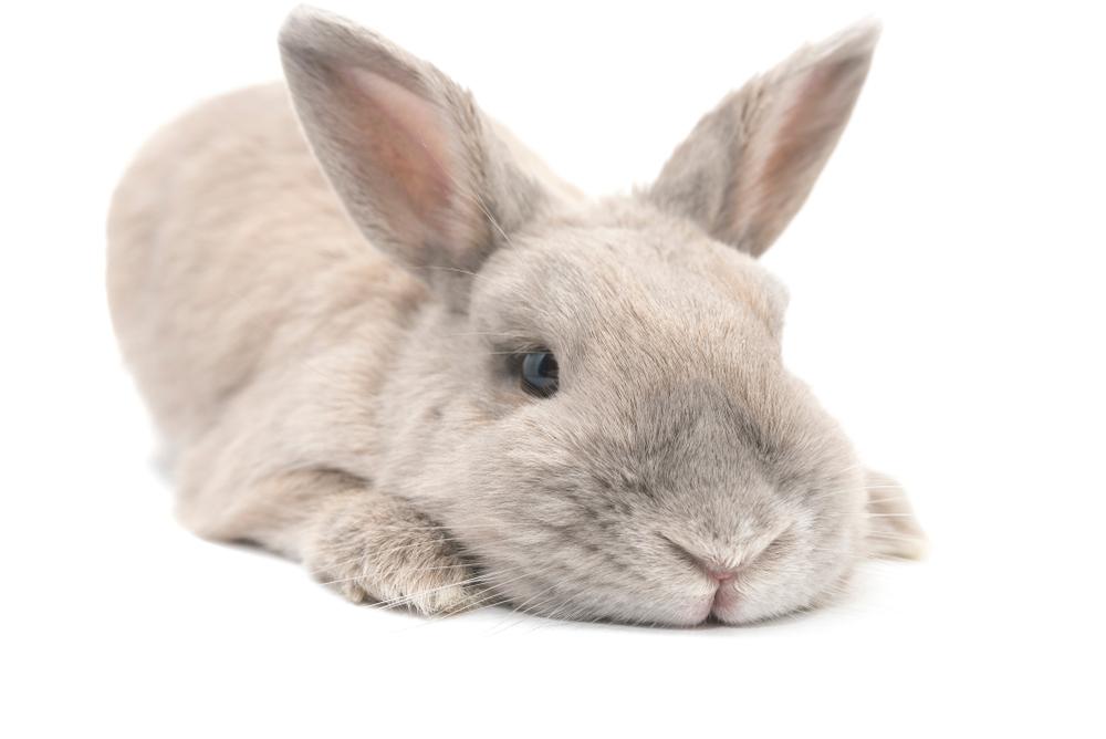 Rabbit with bandaged leg sitting.