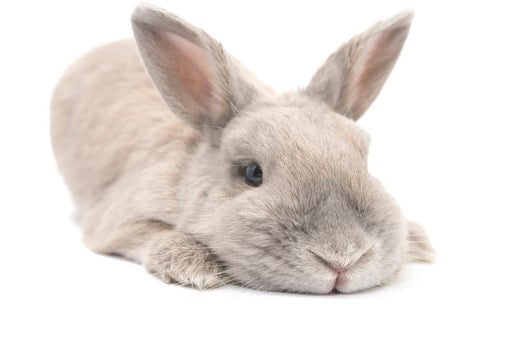 A domestic rabbit with prominent whiskers and a soft fur coat lying down