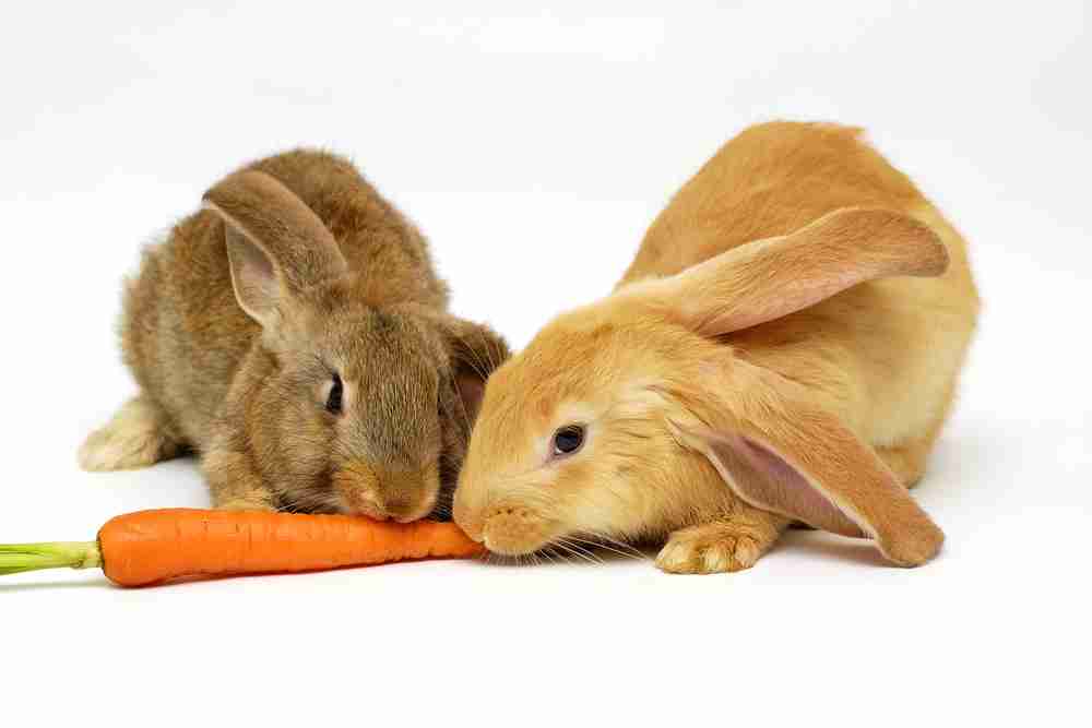 Rabbits eating a carrot.