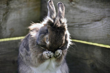 Rabbit grooming itself