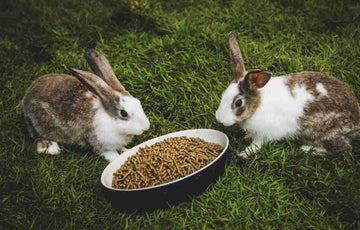 Two rabbits with lots of pellets