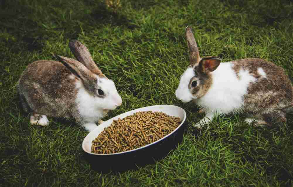 Two rabbits with soft fur and defined snouts are eating pellets in the grass