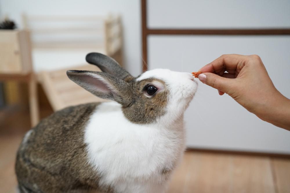 Feeding a brown rabbit outdoors