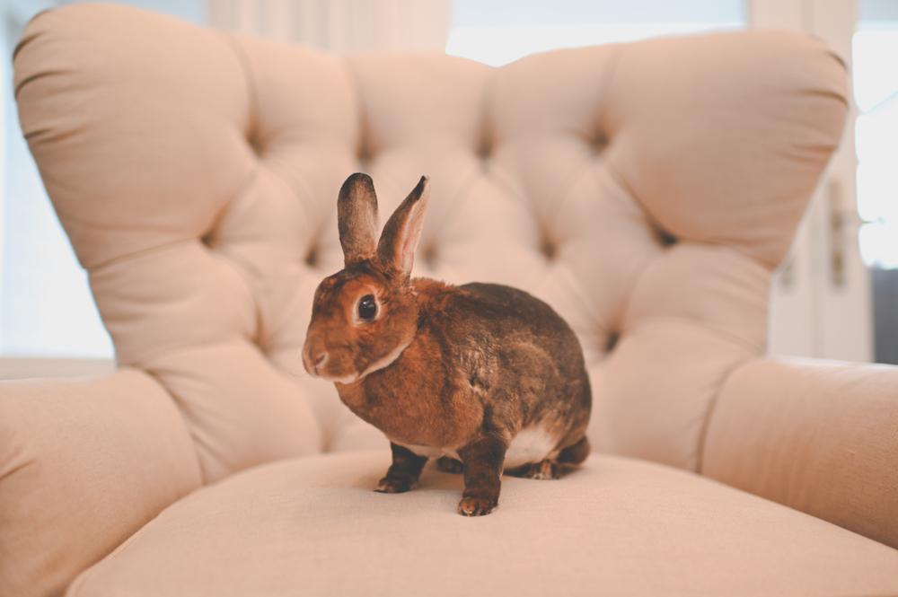 Rabbit sitting on chair