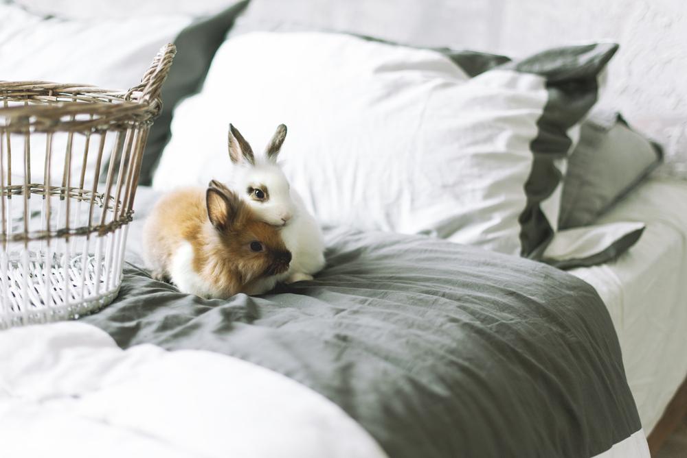 Two bunnies on a bed.