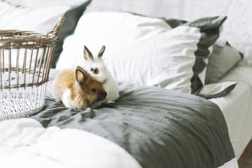 A a pair of rabbits sitting on a clean bed with a laundry basket