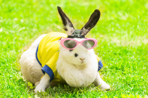 Cool rabbit wearing sunglasses