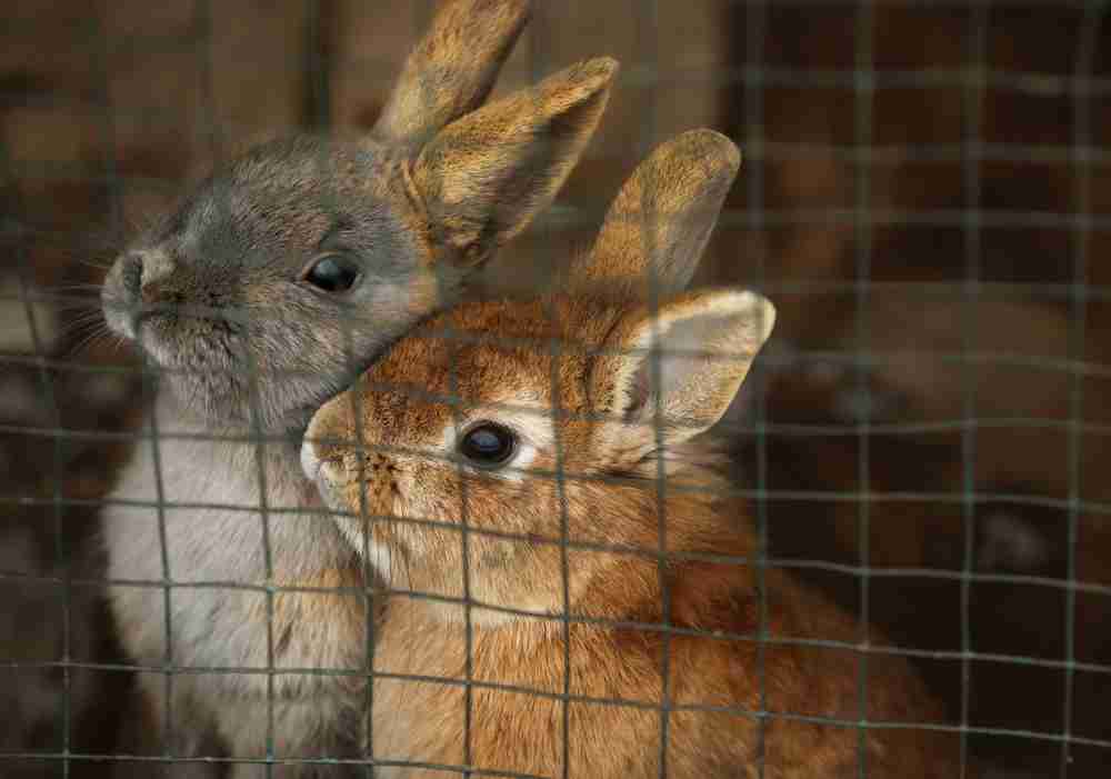 2 rabbits inside a wire mesh cage snuggling together.