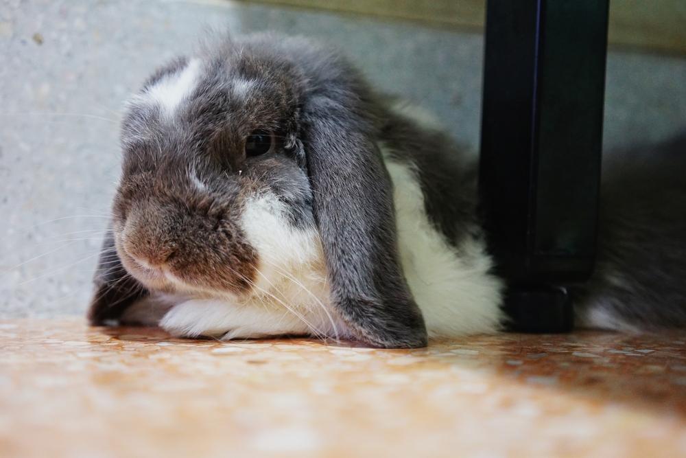 Rabbit hiding in grass