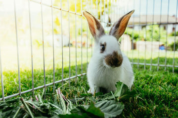 Pet care tips for setting up a cage.