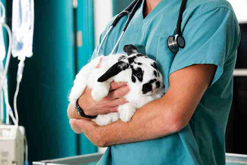 A veterinary physician in scrubs, holding a rabbit.