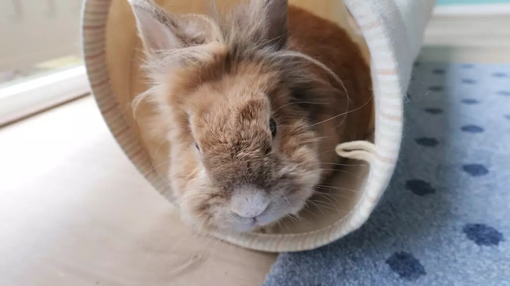 A lionhead rabbit in a soft tunnel