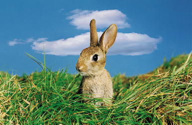 Rabbit with large ears in a grassy field.