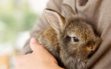 close up of brown rabbit being held