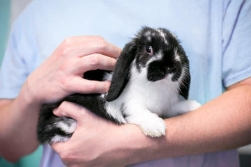 A black and white rabbit with prominent whiskers and snout, sitting in the hands of its owner.