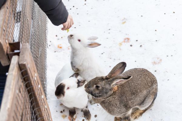 3 rabbits with thick fur sit in a snowy winter landscape.