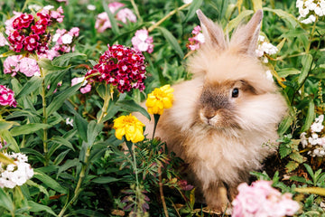 A rabbit sits on grass surrounded by flowers and leafy plants, highlighting its summer diet of greens and hydration needs.