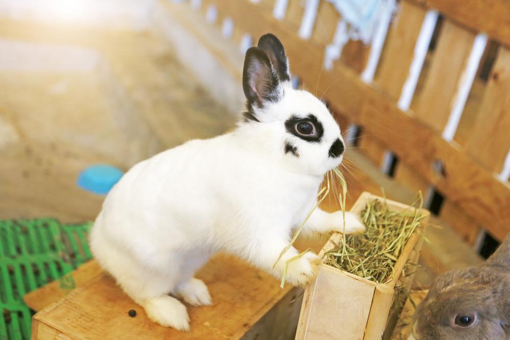 A white rabbit with spotted fur standing on a box eating hay in their hutch.