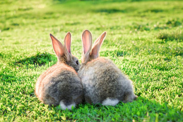 Two bonded rabbits on grass