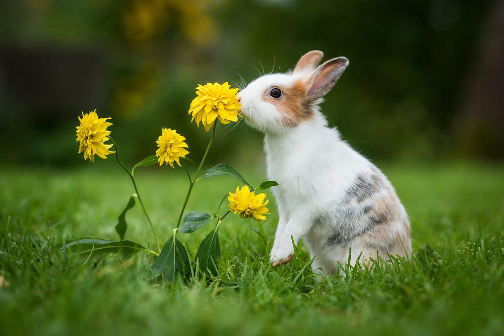 Rabbit smelling yellow flower.