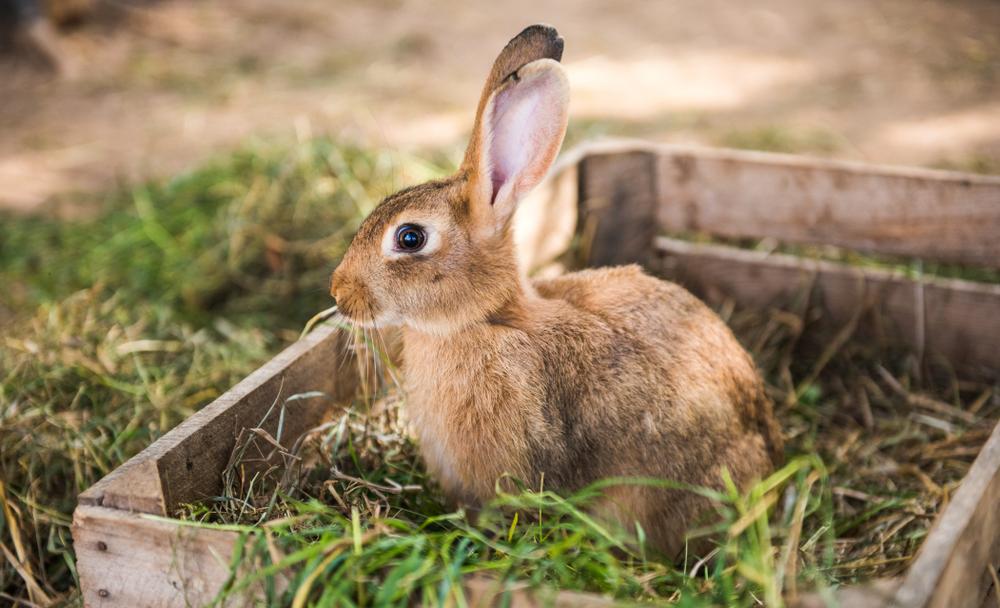 bunny eating from a pile of grass