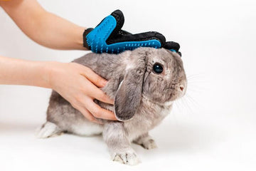 Woman grooming rabbit with brush glove