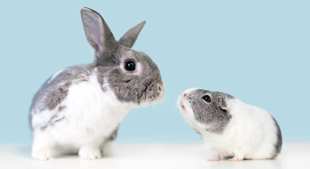 A rabbit and guinea pig sniffing each other