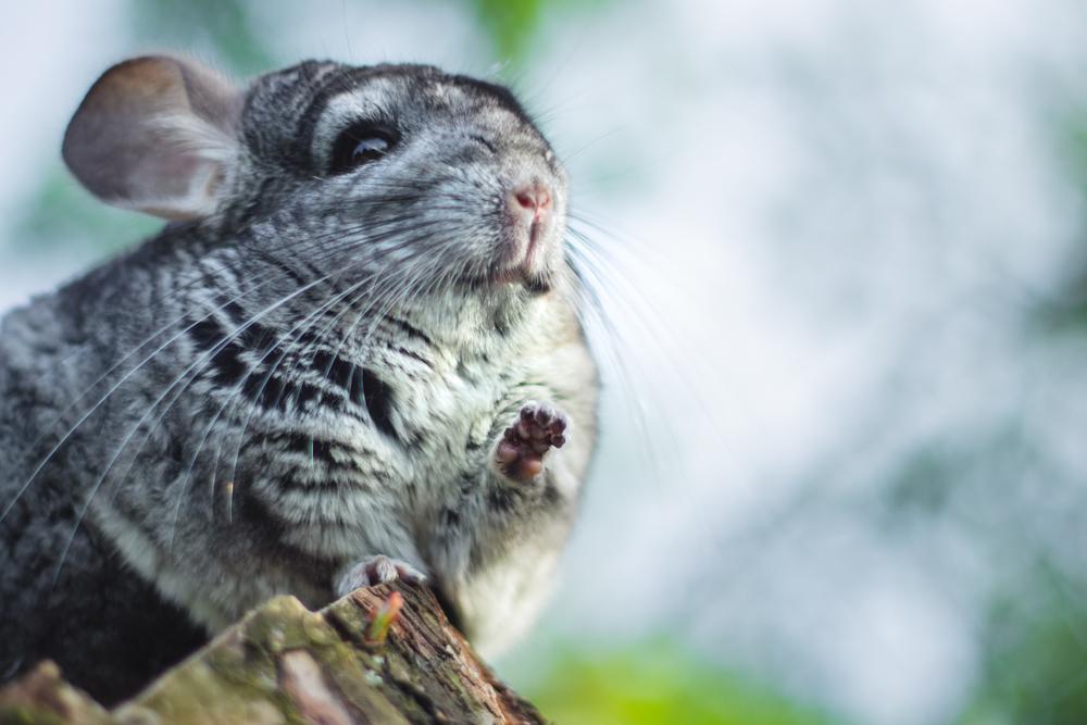 A chinchilla with prominent whiskers and a snout, showcasing its soft fur and small claws, is depicted in the image.