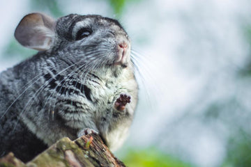 A chinchilla with prominent whiskers and a snout, showcasing its soft fur and small claws, is depicted in the image.