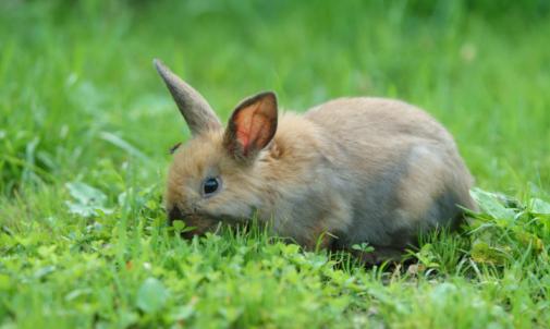 Rabbit eating grass outdoors