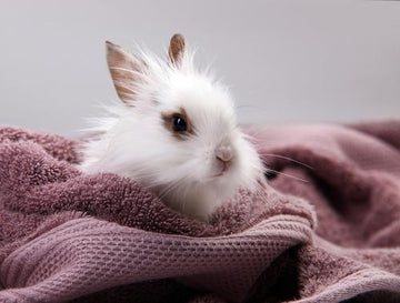 A small white rabbit laying on a fluffy purple towel.