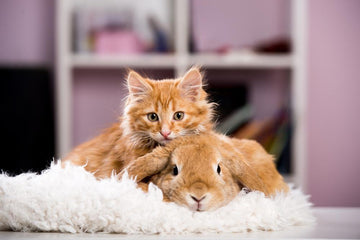 Cat and rabbit resting together