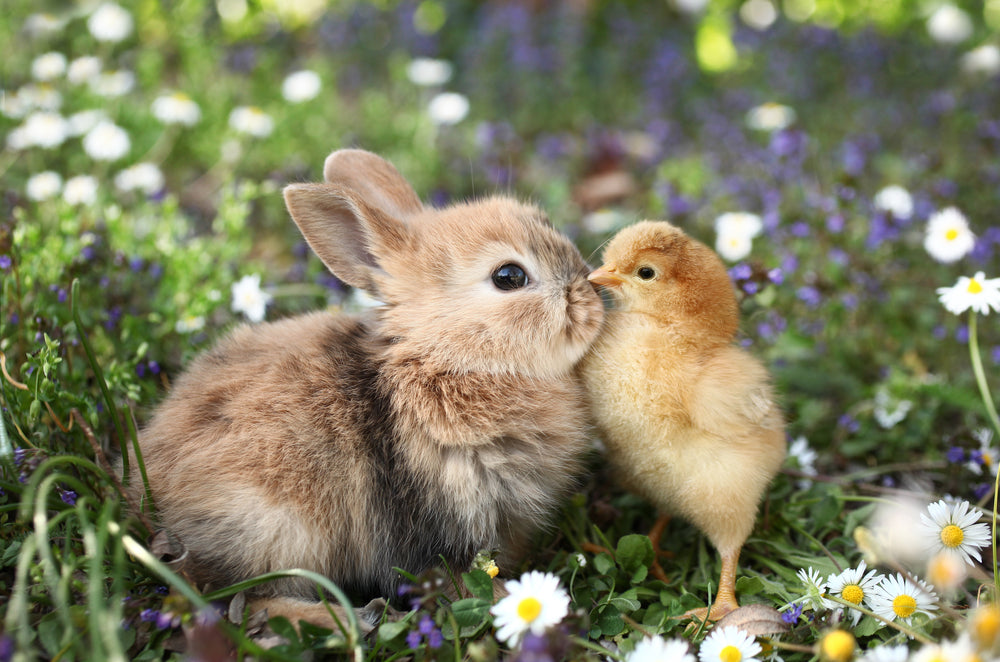 A cute bunny and chick are snuggling because they are living together