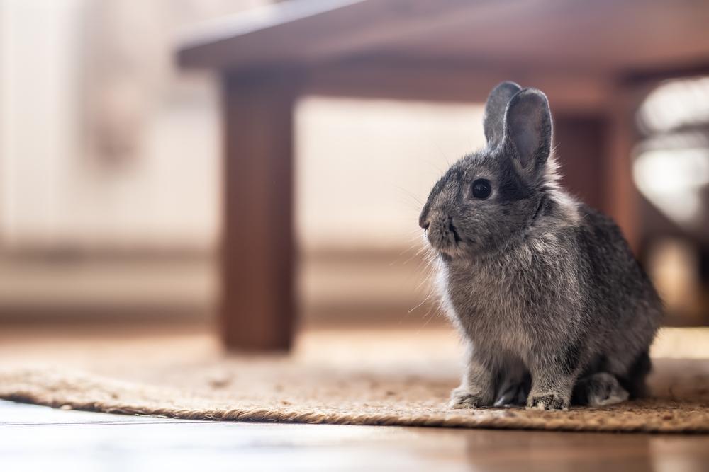 Rabbit sitting under table