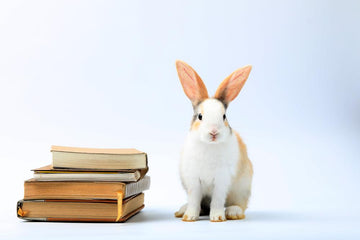 A white rabbit sitting patiently next to a stack of books.