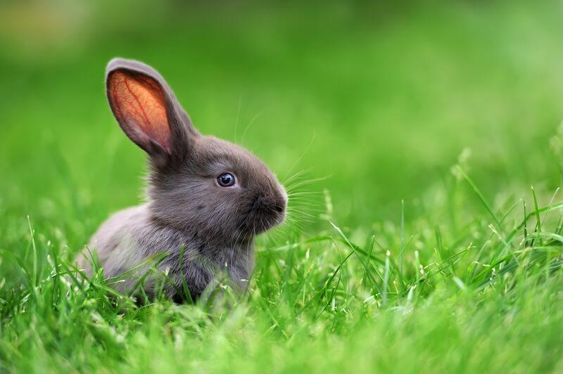 A grey rabbit sitting in green grass.