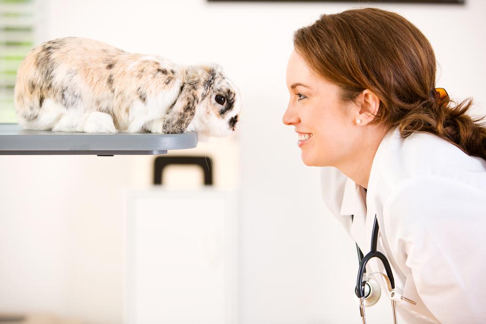 Rabbit being examined by a vet