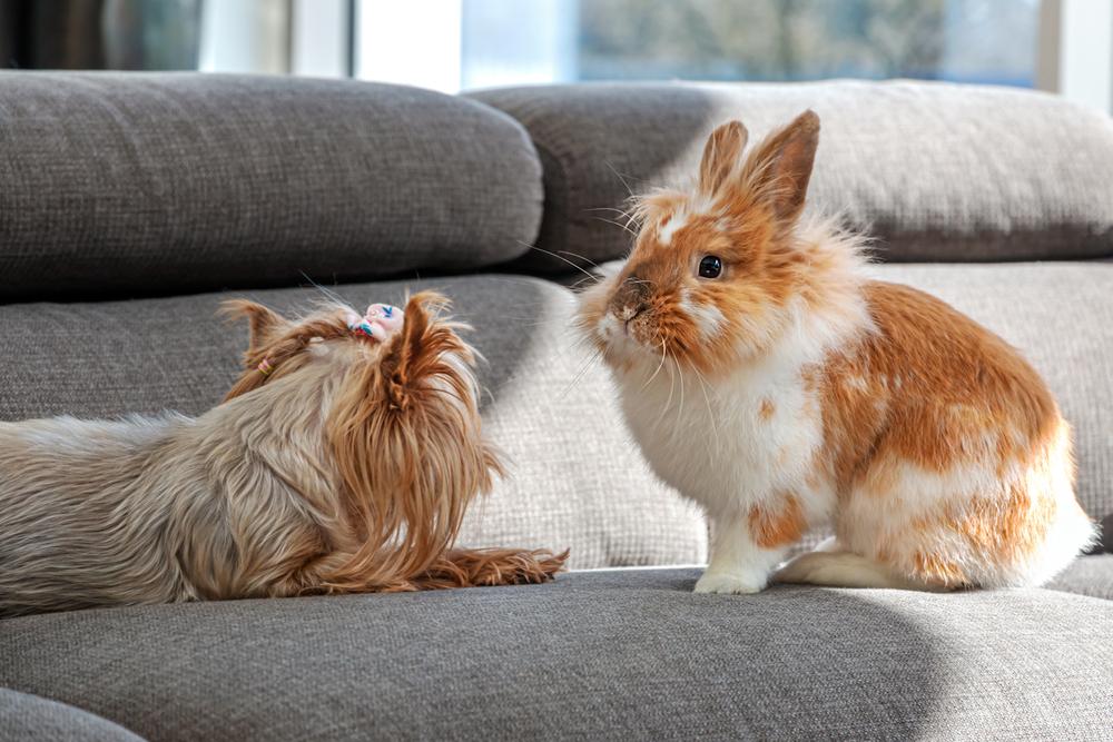 A small dog and rabbit sitting on the couch together