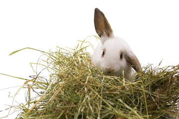 Rabbit sitting in hay