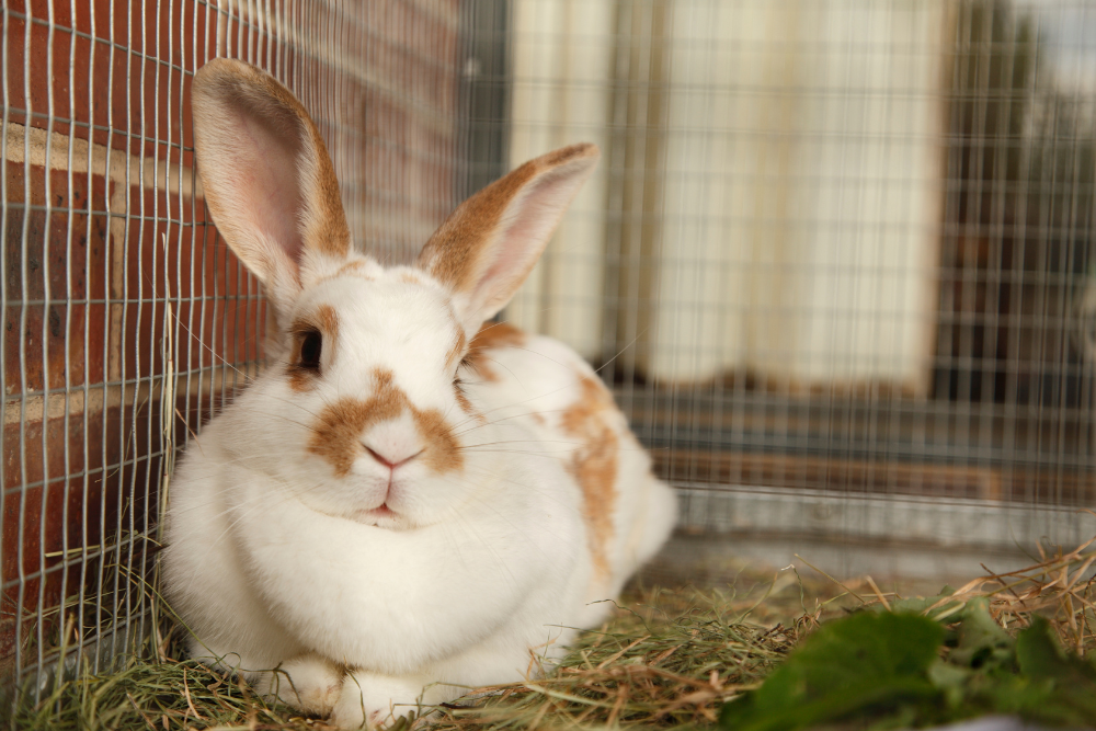 Rabbit laying down comfortably in a big cage