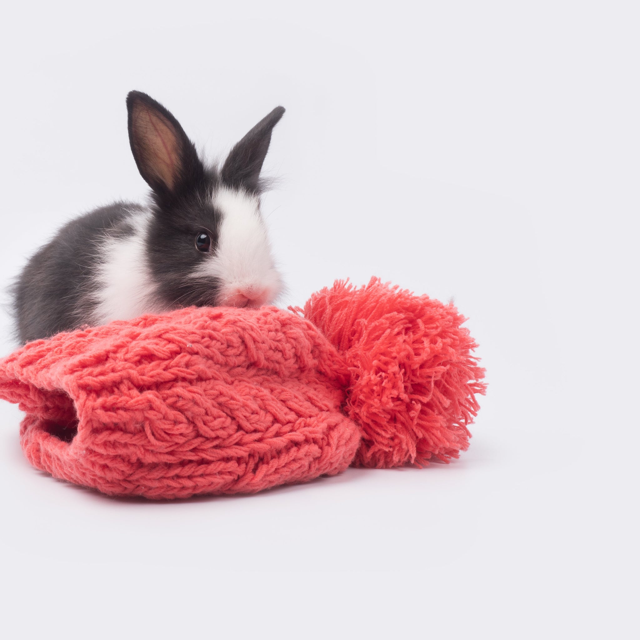 A black and white rabbit sitting behind a pink pom pom beanie on a white background