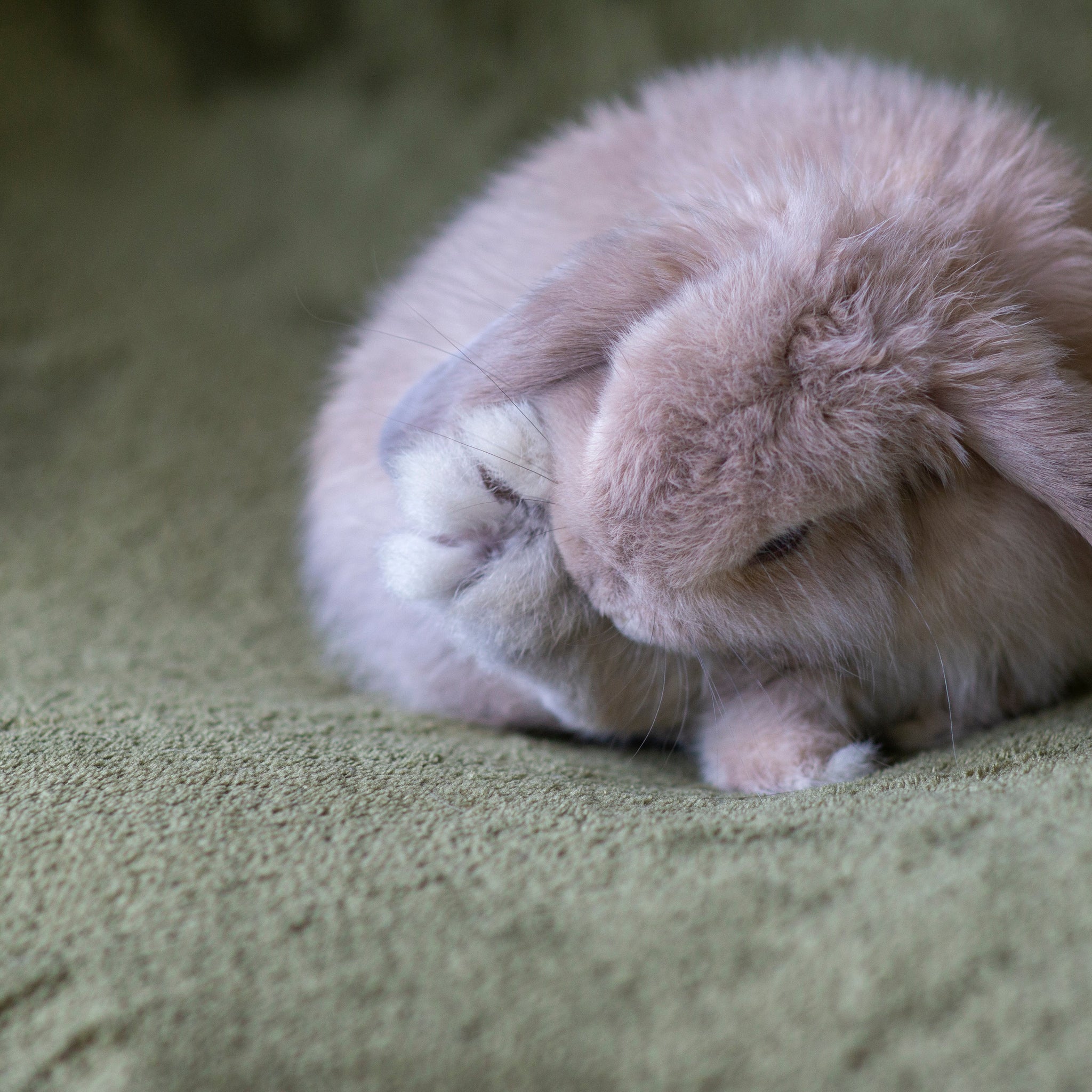 A fluffy holland lop rabbit cleaning foot