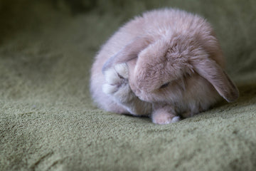 A fluffy holland lop rabbit cleaning foot