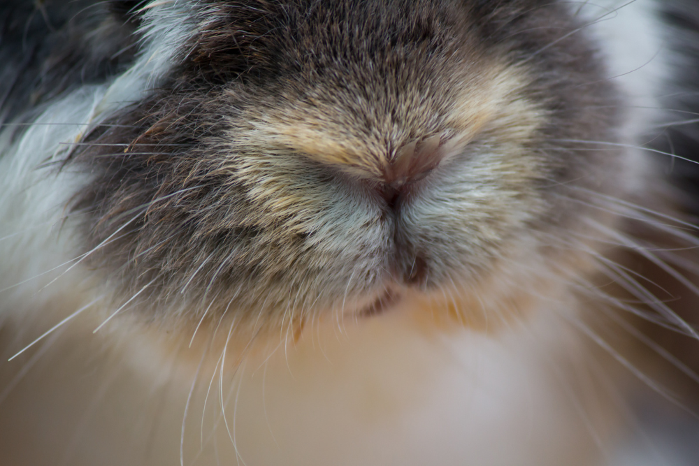 A close-up image of a black rabbit focusing on its skin, fur, whiskers, and snout.