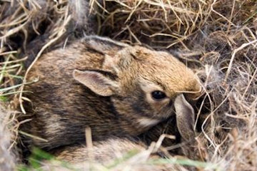 A baby wild rabbit in its natural habitat.