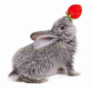 Rabbit eating a strawberry