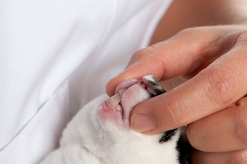 Person examining rabbit's teeth