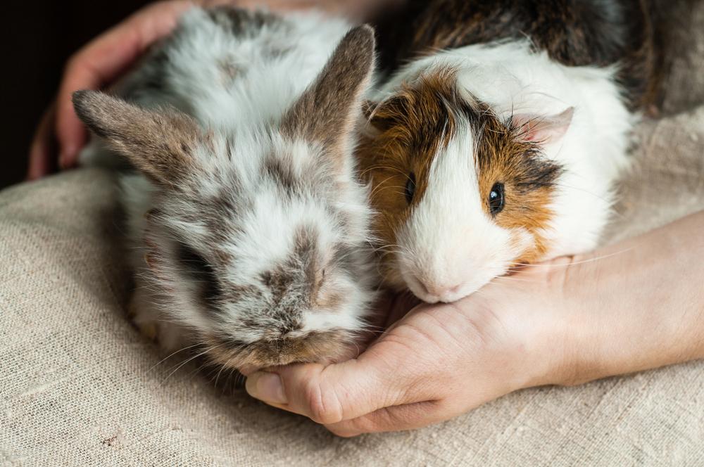 A pair of small pets, a rabbit and guinea pig, enjoy treats from their owners hand.