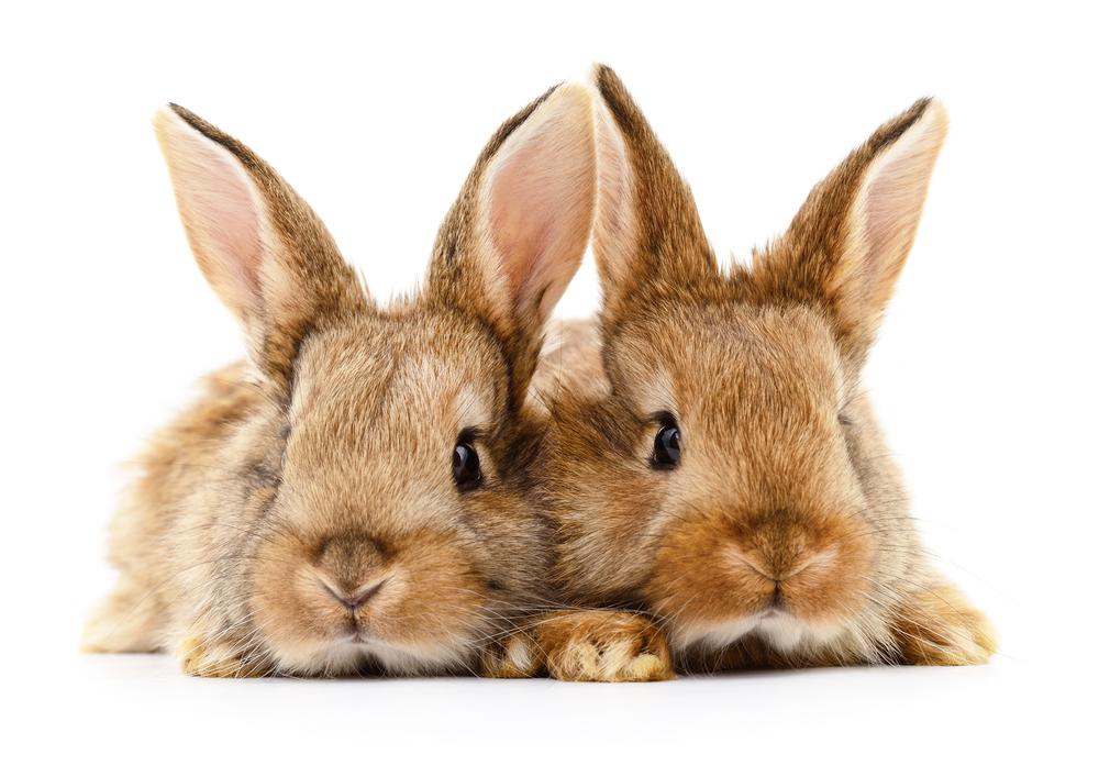 two little brown rabbits